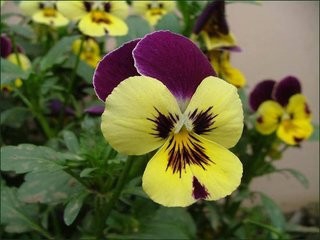 如何延长三色堇花期