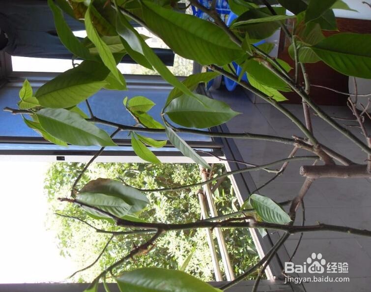 白兰花叶子发黑怎么办
