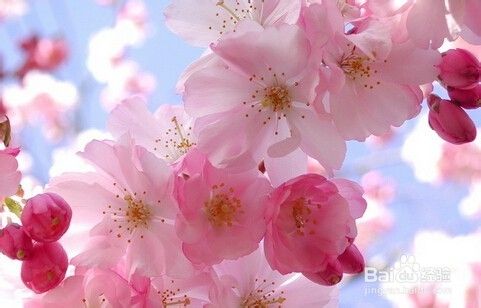 海棠与樱花的区别 百度经验