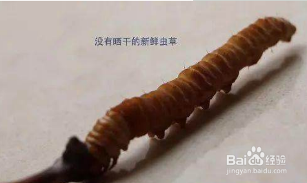 冬虫夏草怎么食用 冬虫夏草的吃法技巧