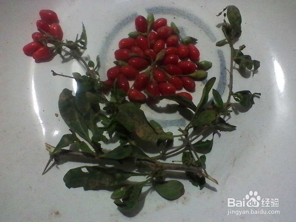 折纸剪贴画：[7]花花世界