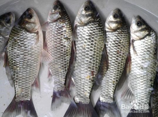 列举蜂蜜不能与什么食物同吃