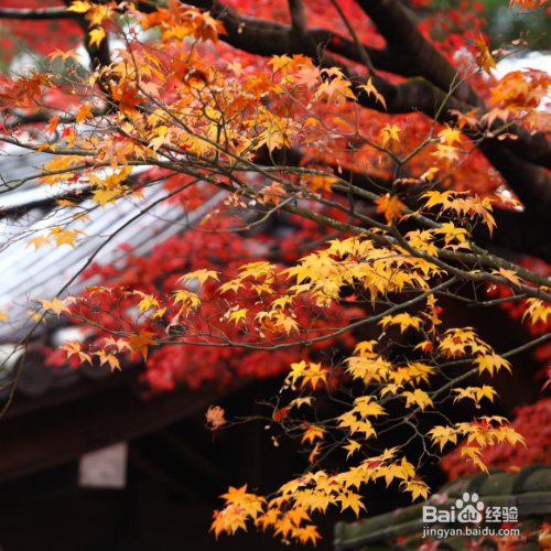 日本红枫的养殖方法和注意事项