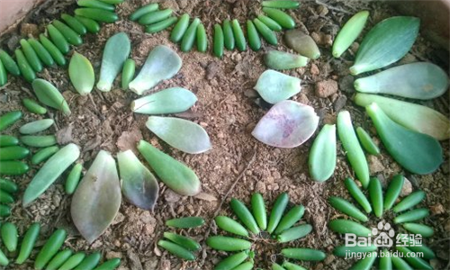 如何种植多肉叶插苗