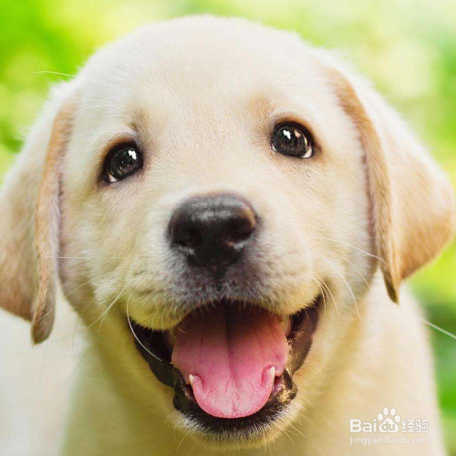 如何照顾怀孕的狗妈妈？