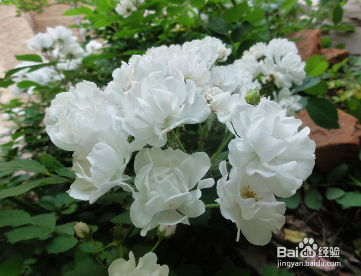 家庭盆栽月季的养护管理