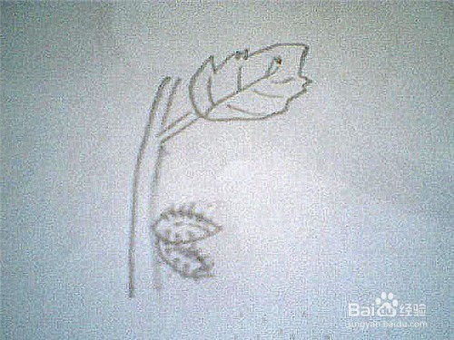 简笔画生长着的苍耳