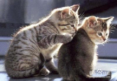 养猫的好处与坏处,应注意什么