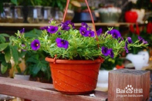 螨虫有什么危害，如何预防？