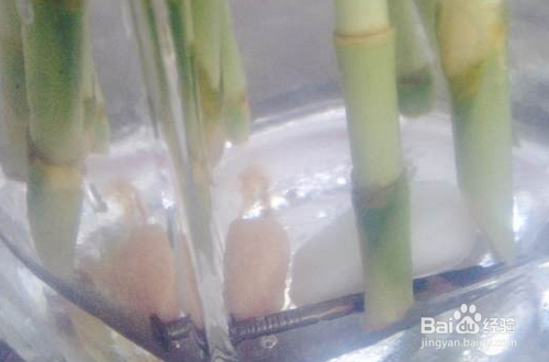 富贵竹养殖方法注意事项