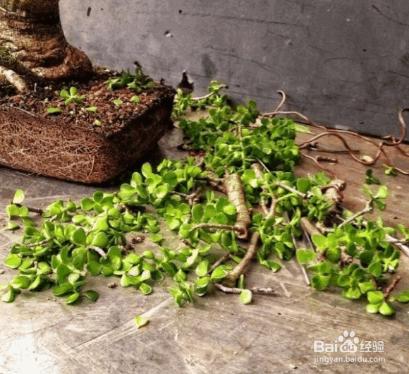 玉树的养殖方法及注意事项