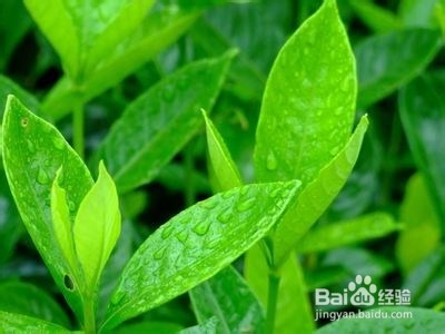 口臭怎么办：[4]方法（四）