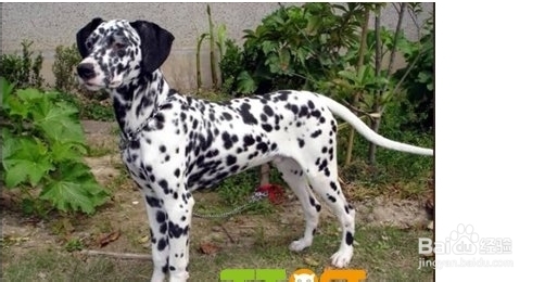 斑点狗扑人怎么办