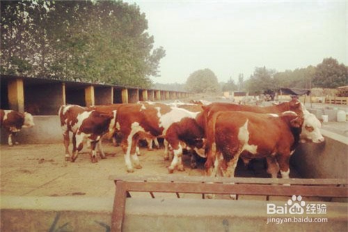 金门2018怎么养殖肉牛