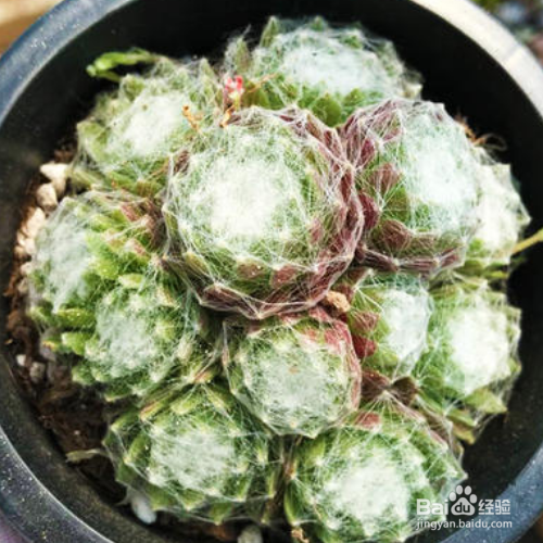 卷绢的种植方法和注意事项