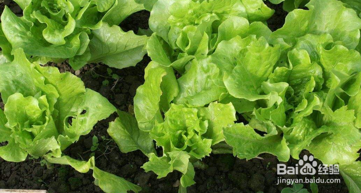生菜怎么釆摘可以再次生长