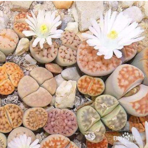 多肉那些好养？