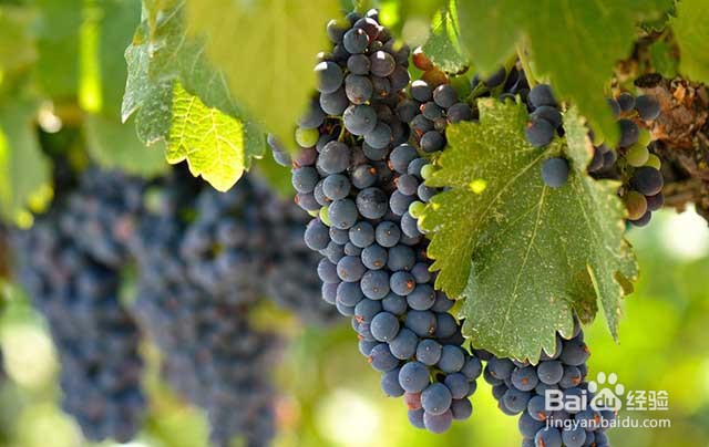 葡萄的膨果期和葡萄膨果增甜的施肥要点