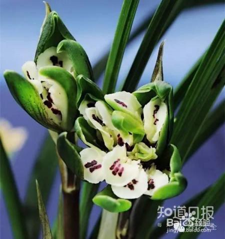 100种兰花品种图鉴，花开瞬间，艳冠群芳！