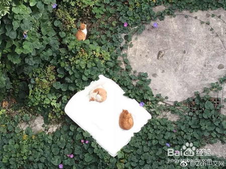 猫咪发现人类存在的终极奥秘