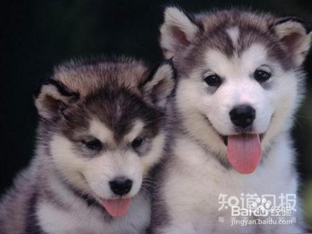 如何与幼犬相处？