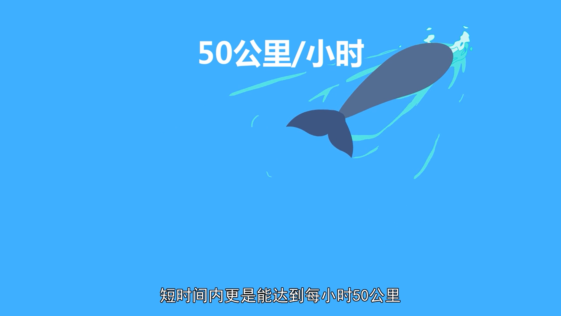 蓝鲸为什么会撞船