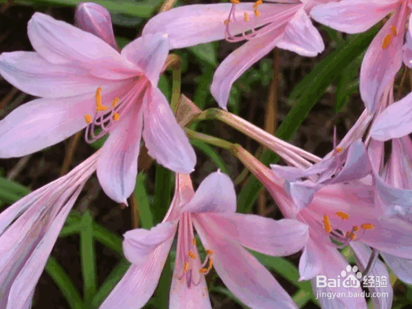 换锦花的养殖方法及养护要点