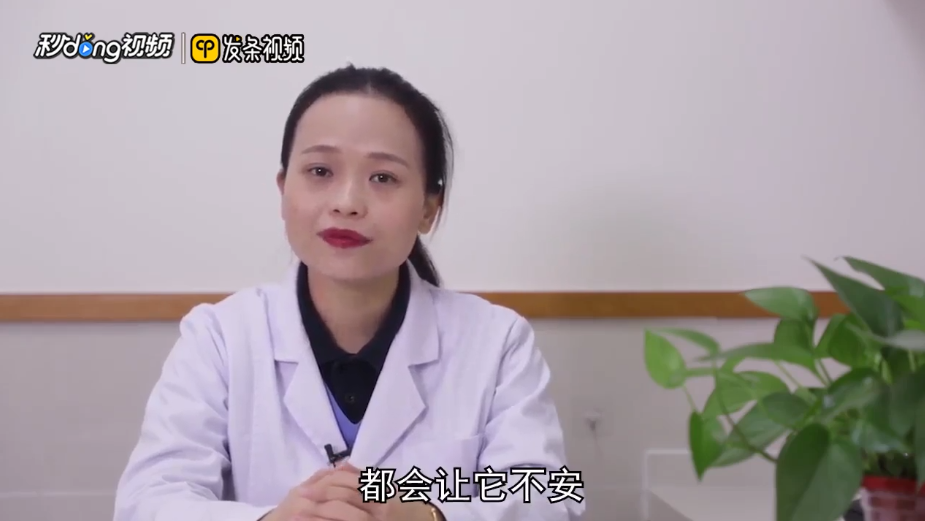 狗狗晕车的症状及原因是什么?