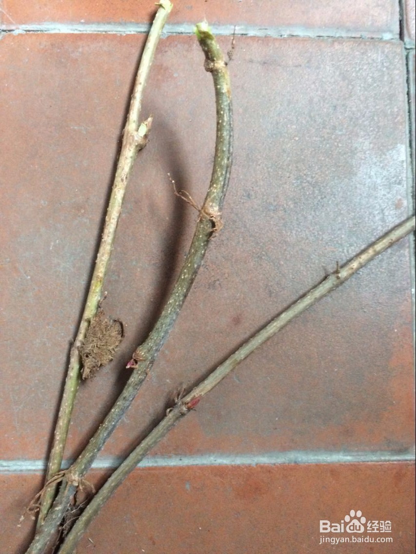 怎么用滕条做绳索