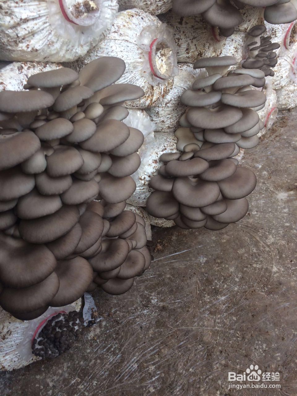 怎么利用农村资源提高收入