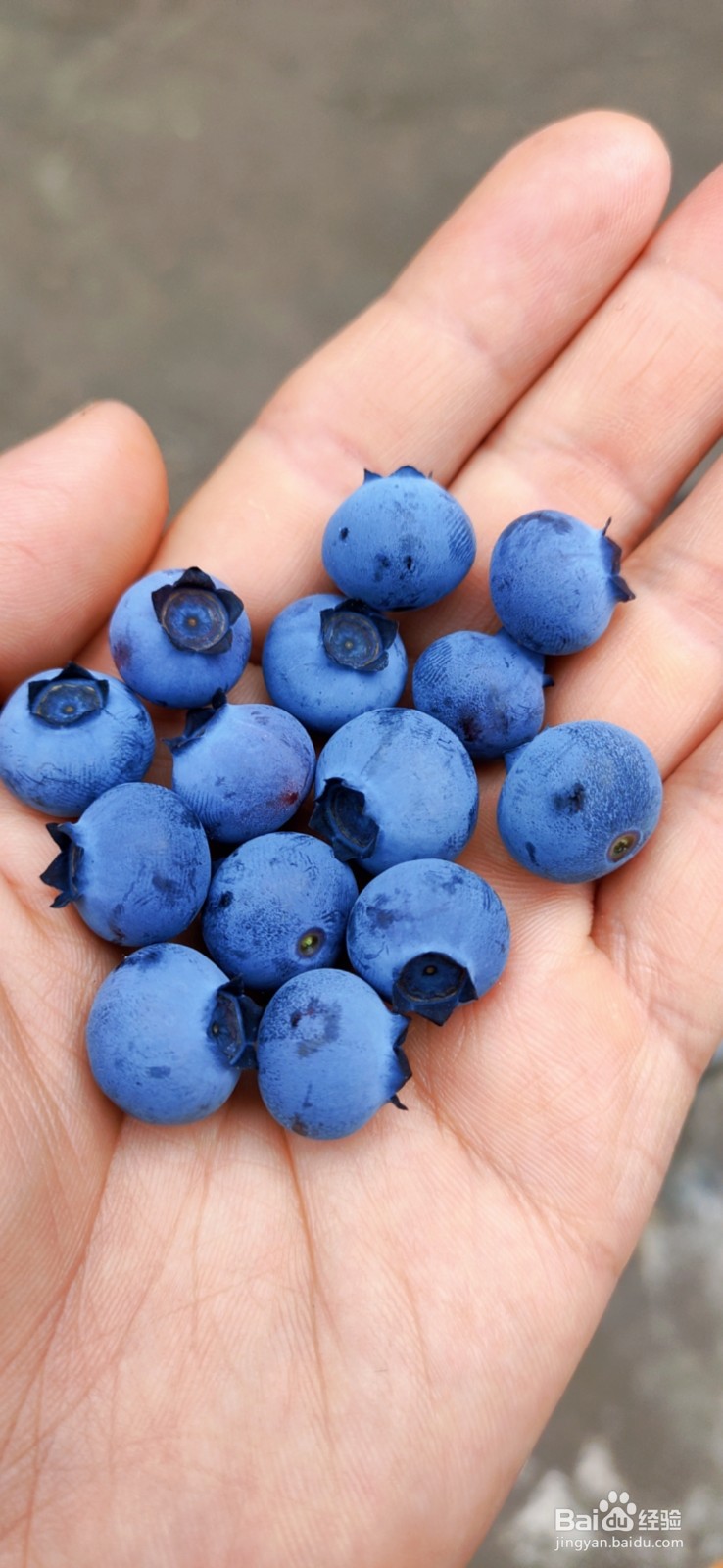 蓝莓果实和结果习性