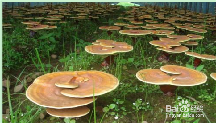 蘑菇和灵芝有什么区别?