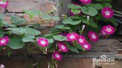 牵牛花怎么支撑