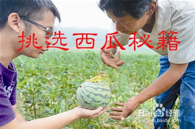 如何挑选西瓜、——挑选西瓜秘籍