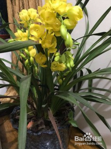 冬天大花蕙兰开花后怎么浇水