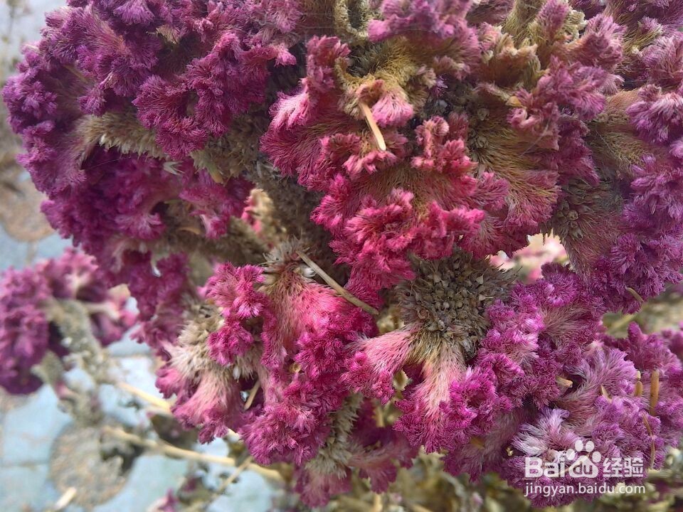 怎么收集鸡冠花籽