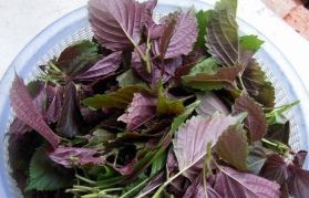 紫苏粉怎么吃