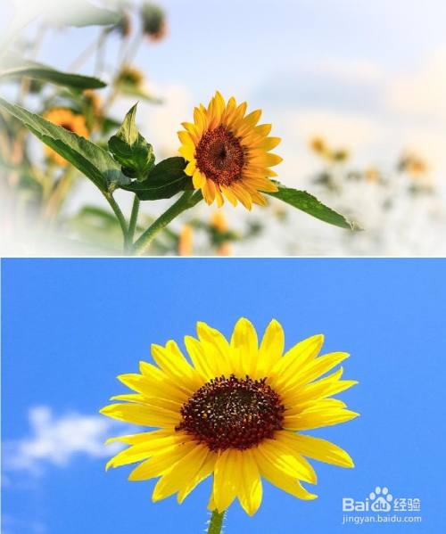 画图怎么将两张图片拼在一起