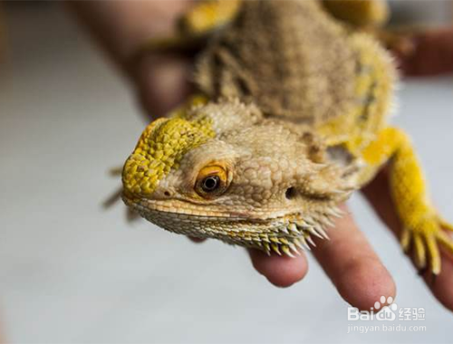 比较适合女孩子养的宠物有哪些?