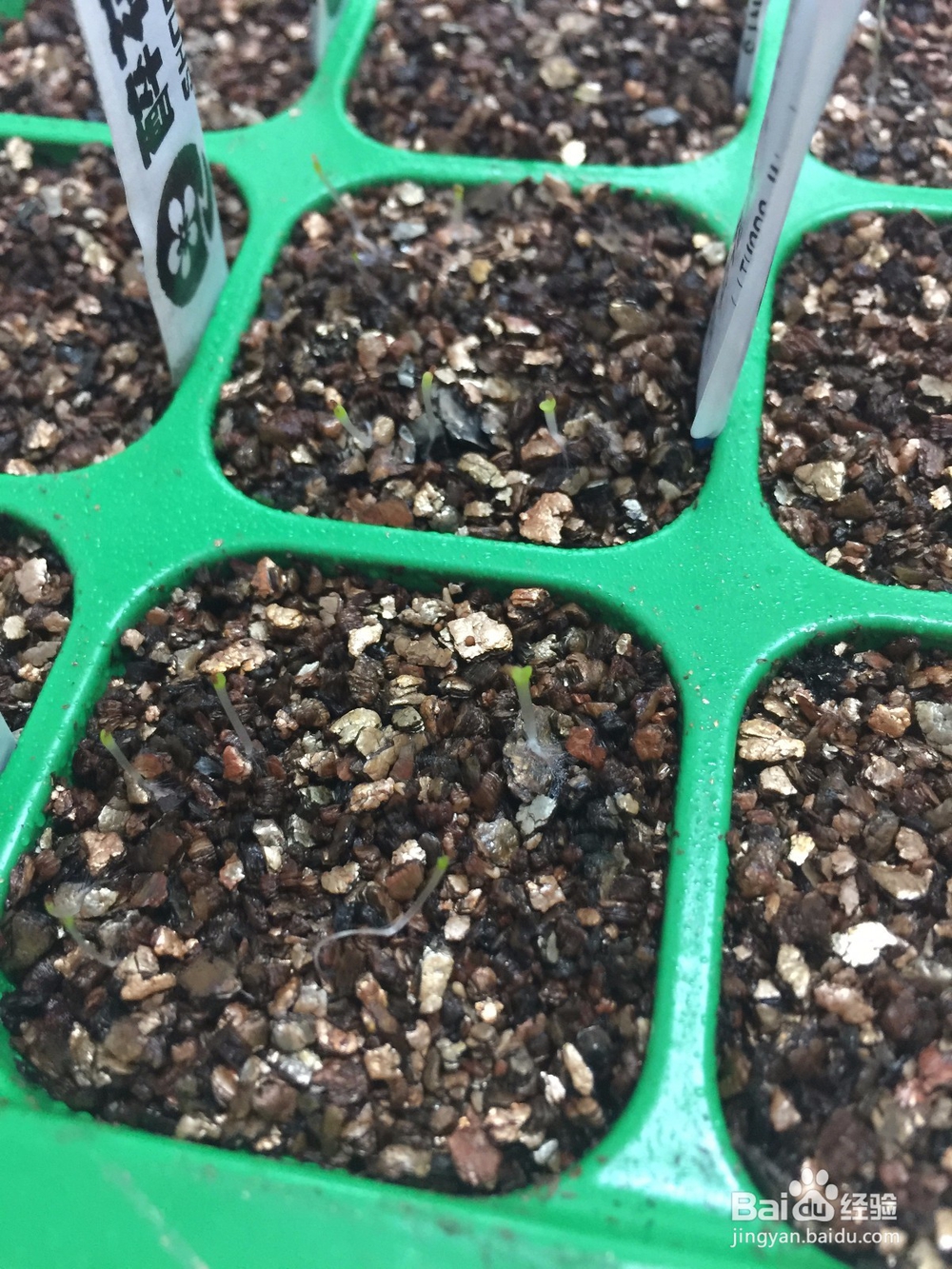 生石花浇水方法