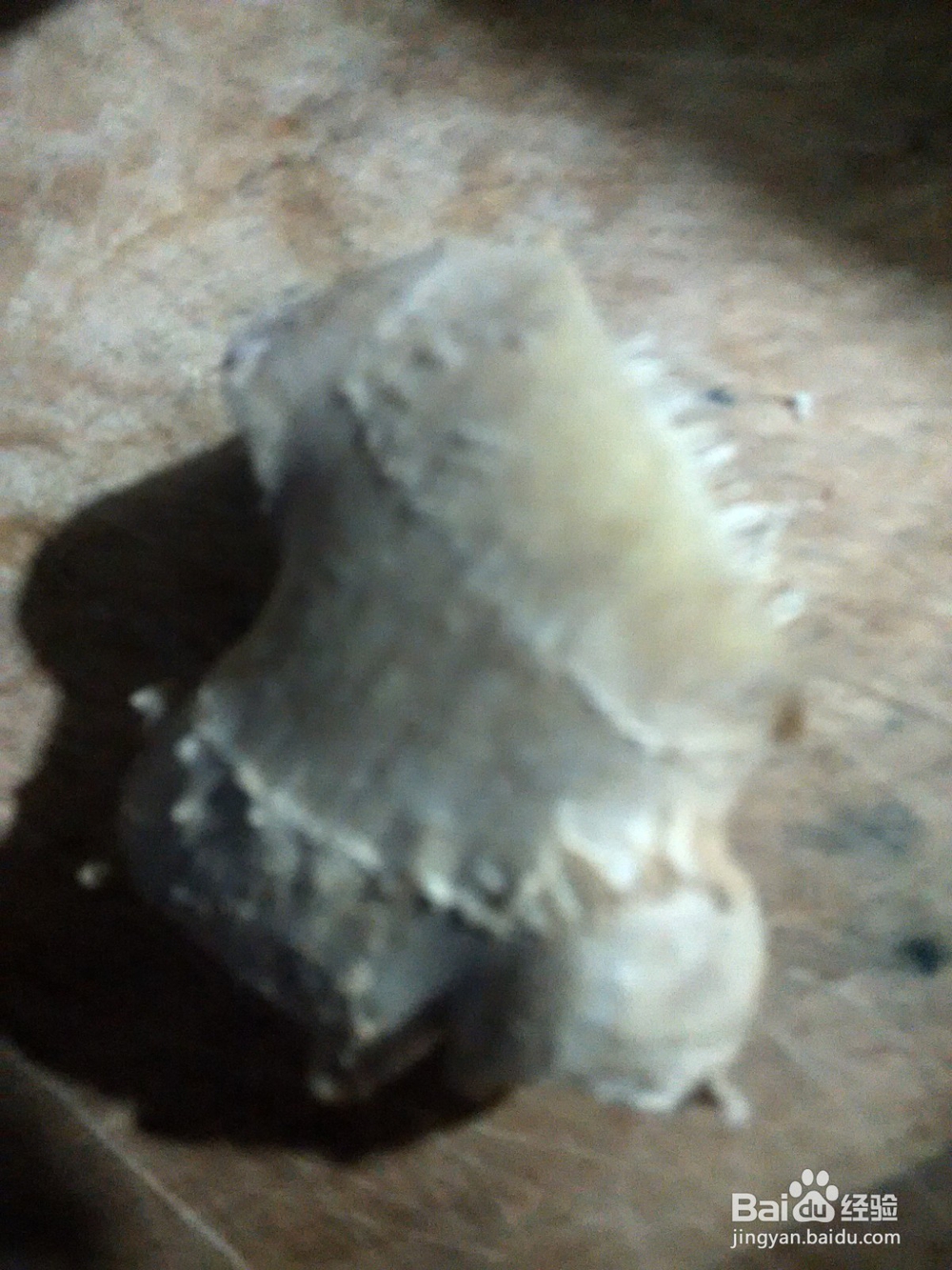 葱姜爆豆角茄子