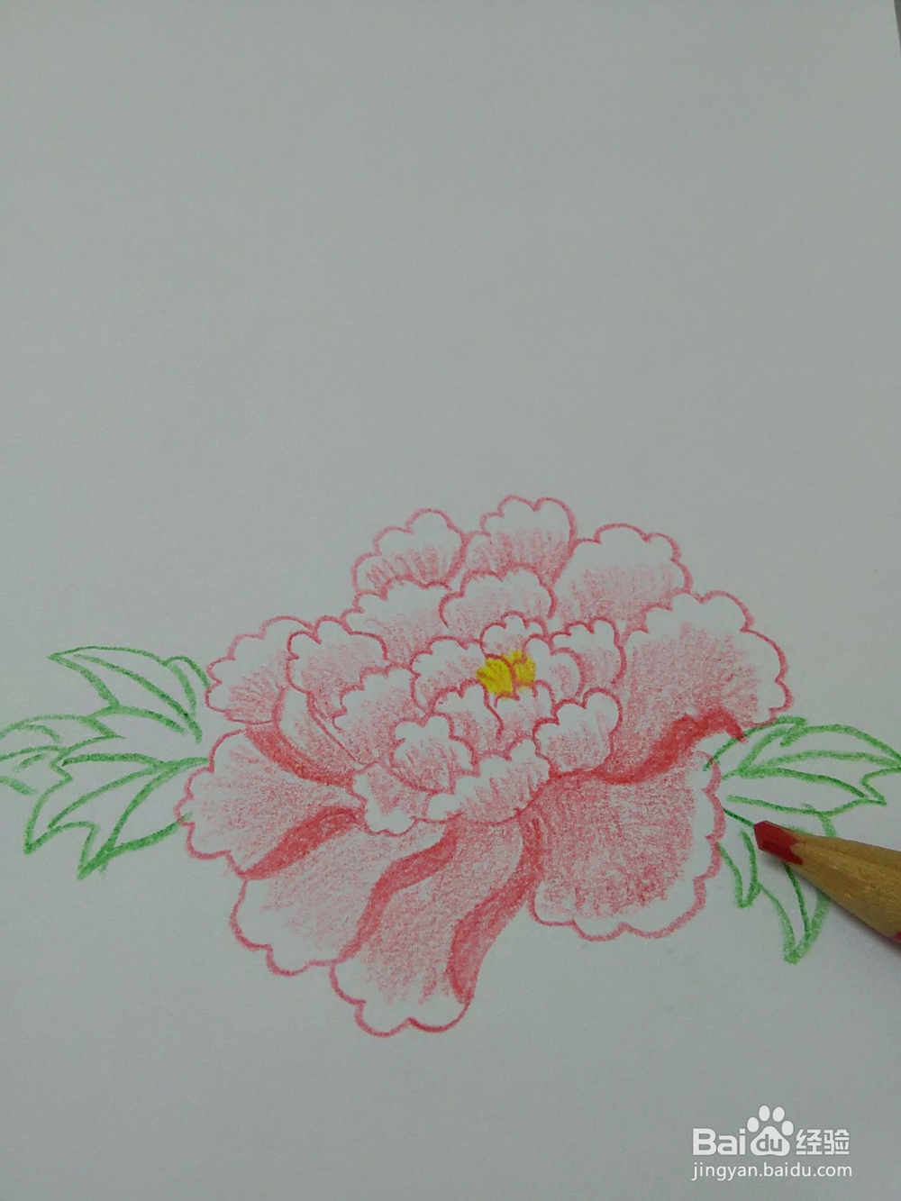 怎么能画好牡丹