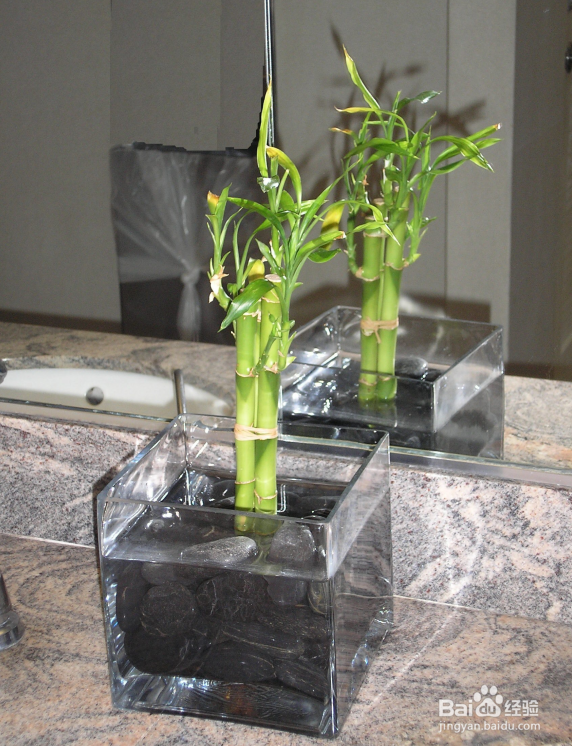 养猫能养什么植物