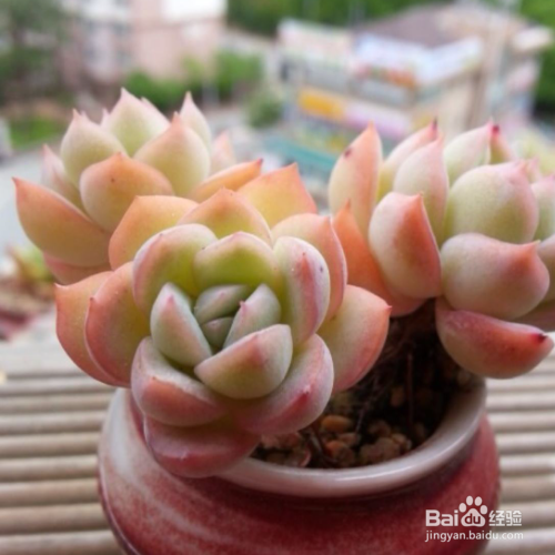 多肉小白虫最快方法
