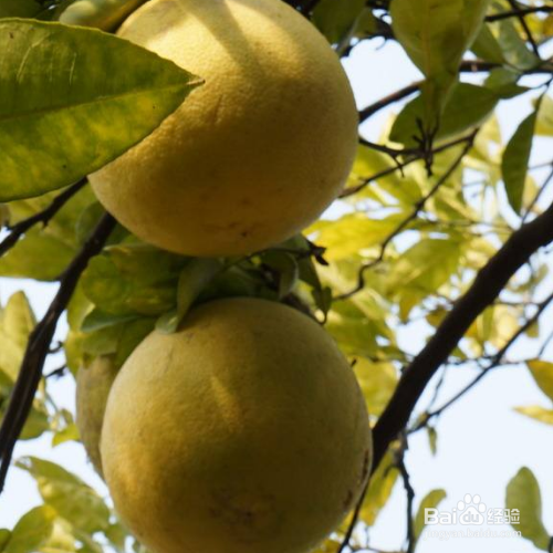 香橼的培育方法和注意事项