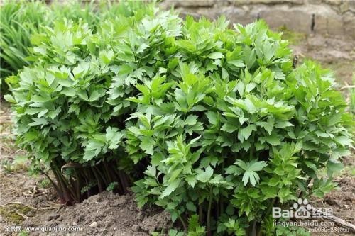 香草播种知识简介之野花薄荷、圆叶当归