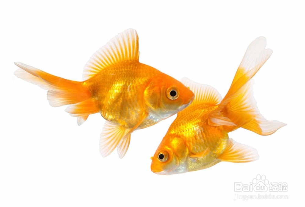 外出时金鱼无人照顾怎么办