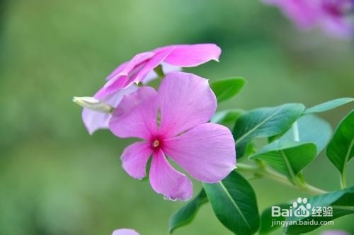 哪些盆栽开花旺又好养