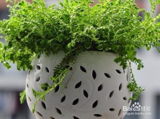 盆栽植物怎么养?