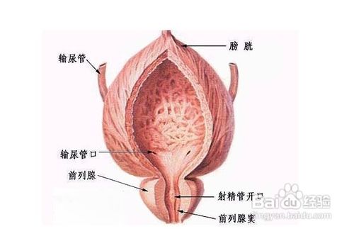 前列腺炎真实图片部位图片